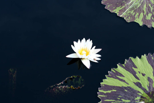 水百合