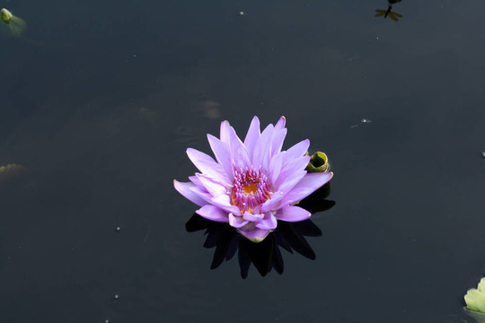 水百合