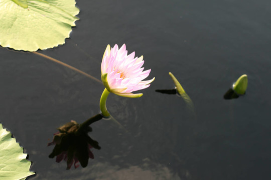 水百合