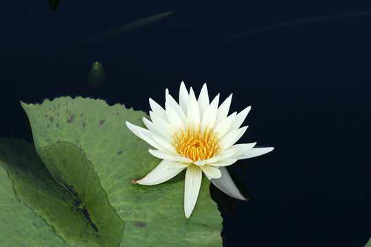 水百合