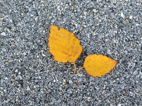 葉對(duì)瀝青