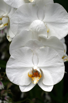 蘭花