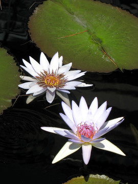 水百合