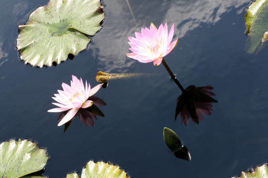 水百合
