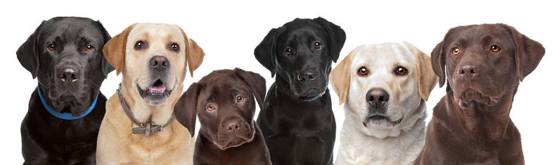 六拉布拉多犬在一排