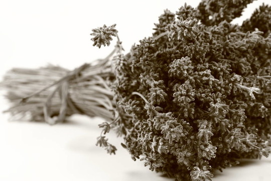 薰衣草