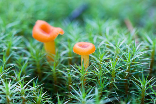 苔蘚中的蘑菇