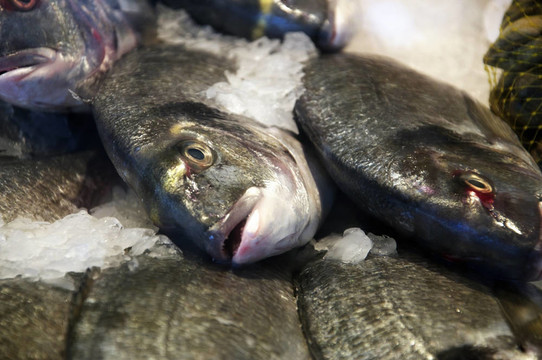 新鮮冰上的魚(yú)