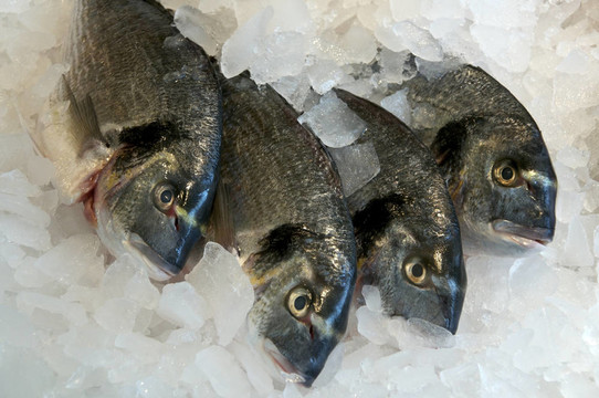 魚上冰