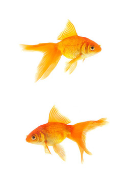 金魚