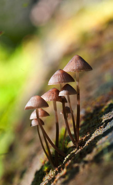 Mycena inclinata