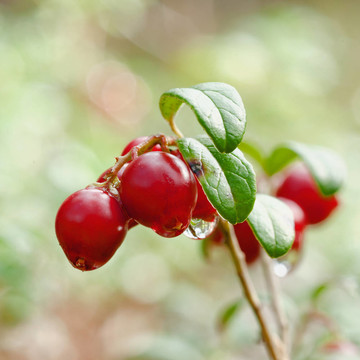 Cowberry。