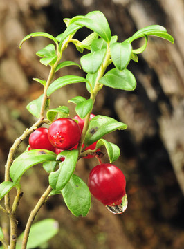 Cowberry。