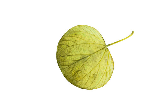 加勒比樹(shù)葉的結(jié)構(gòu)