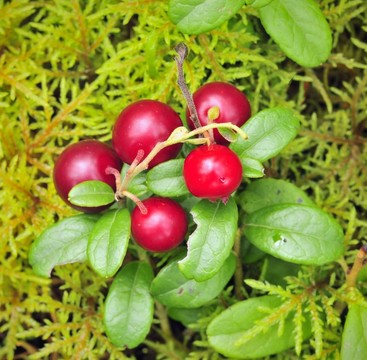 Cowberry。