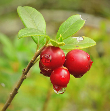 Cowberry。