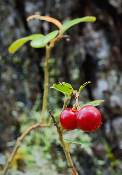 Cowberry。