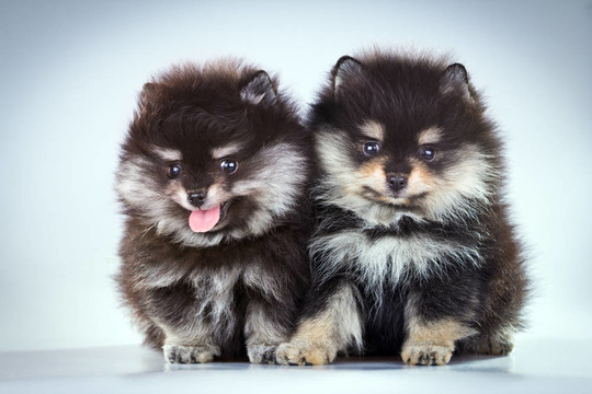 博美犬幼犬