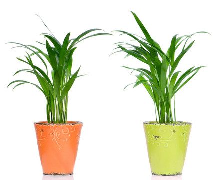 室內(nèi)盆栽植物