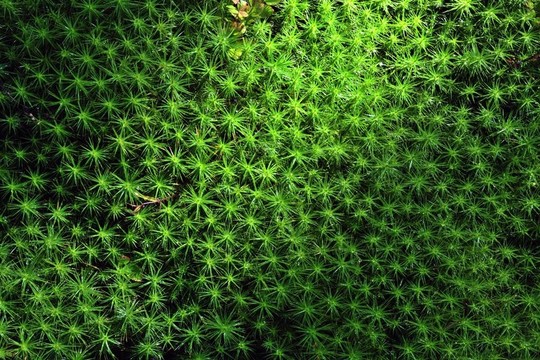 Green Moss的背景