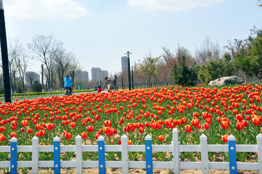 紅色金邊郁金香花園