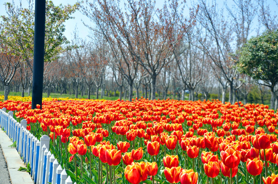 郁金香花園