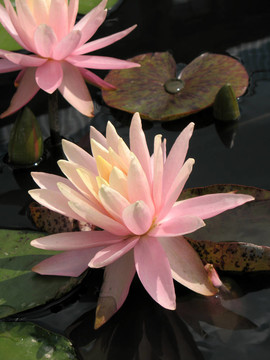 水百合
