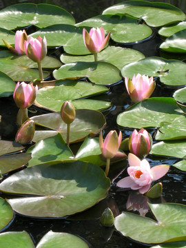 水百合