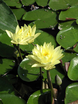 水百合