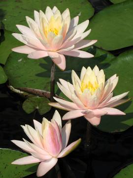 水百合
