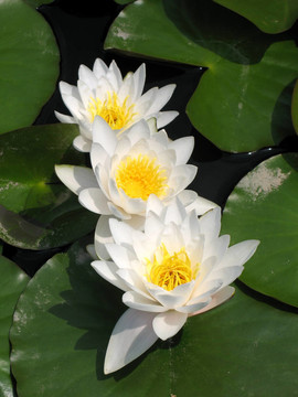 水百合