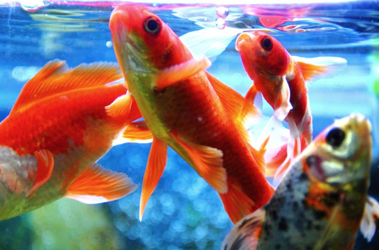 金魚(yú)被喂養(yǎng)在水族館里