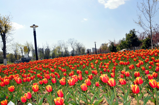 美麗的郁金香園
