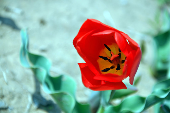 一支紅色郁金香