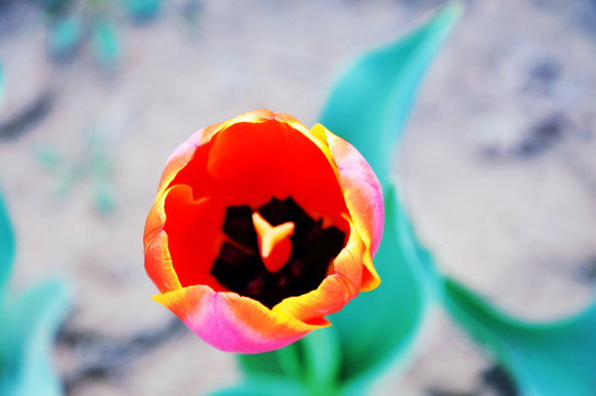 郁金香花