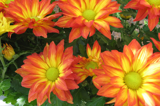 菊花
