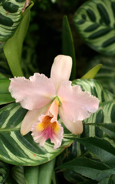 蘭花