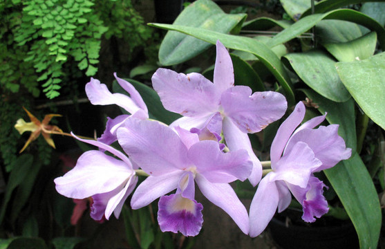 蘭花
