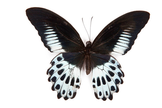 黑色和藍(lán)色的鳳蝶polymnestor孤立在白色背景