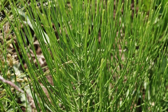 問(wèn)荊