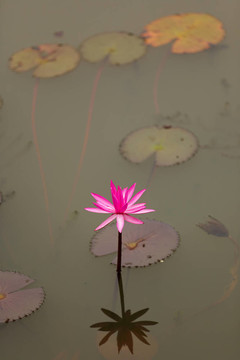 粉色的睡蓮的花