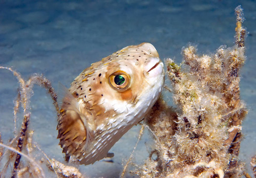 氣球魚(yú)