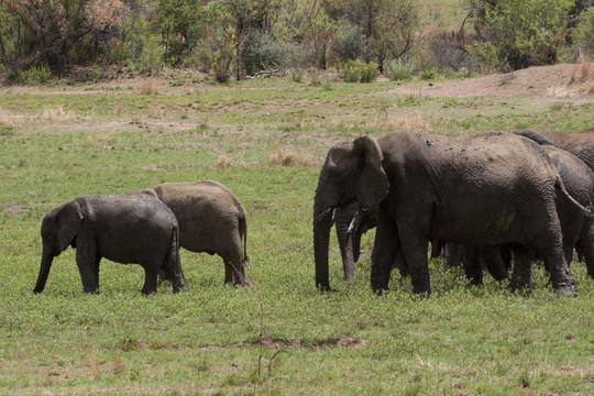 elephantfamily