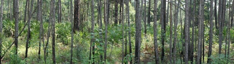 國家公園保護區(qū)森林；佛羅里達(dá)州；森林panorarma在春天的一個下午