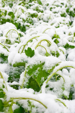 鮮春葉上的雪