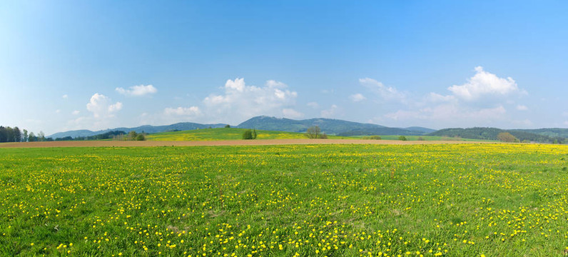 新鮮綠色草地全景