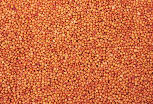 紅扁豆