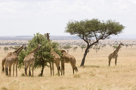 長(zhǎng)頸鹿Masai Mara