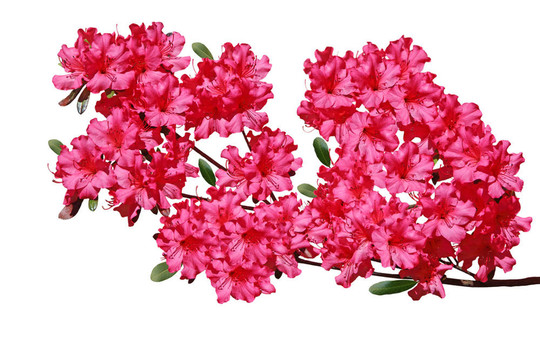 杜鵑花
