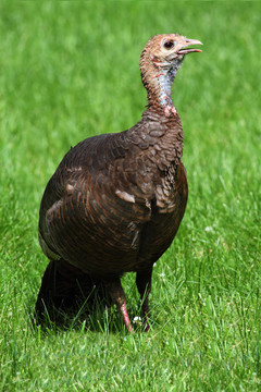 野火雞（Meleagris gallopavo）